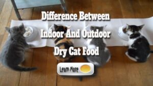Difference Between Indoor And Outdoor Dry Cat Food