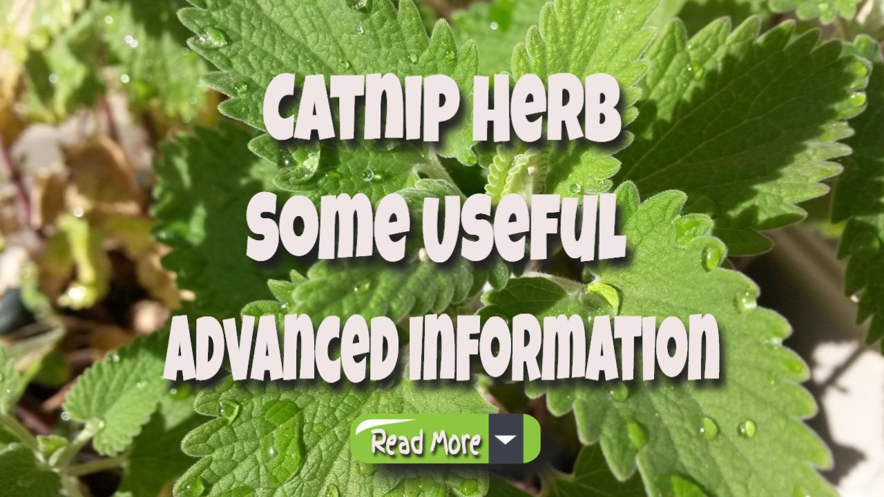 catnip herb information