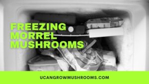 Freezing Morrel Mushrooms – Freeze-Drying Morrel Mushrooms