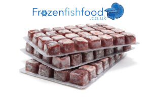 Frozen Bloodworms For Aquarium Fish – An Ideal Food Source