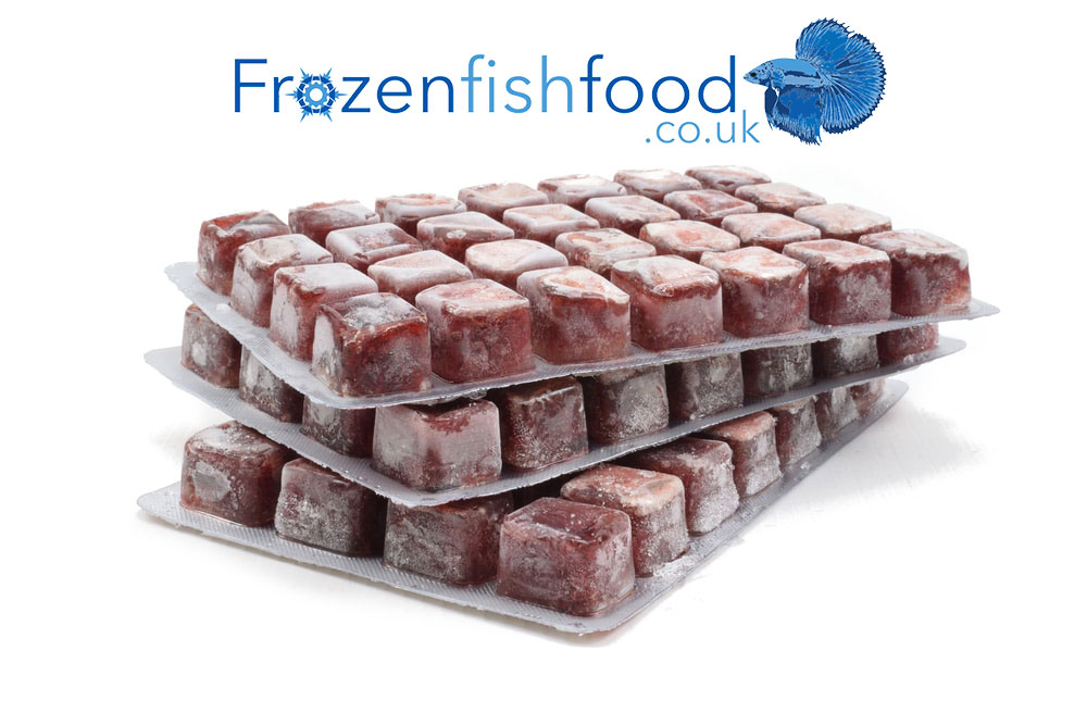 Frozen Bloodworms For Aquarium Fish – An Ideal Food Source