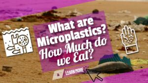 Microplastics – What Are They? How Much Microplastic Do We Eat?