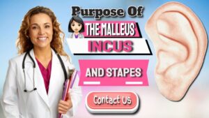 What Are The Malleus Incus And Stapes Used For?