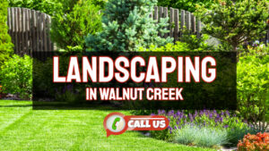 Landscaping in Walnut Creek – How to Make Your Garden Stand Out