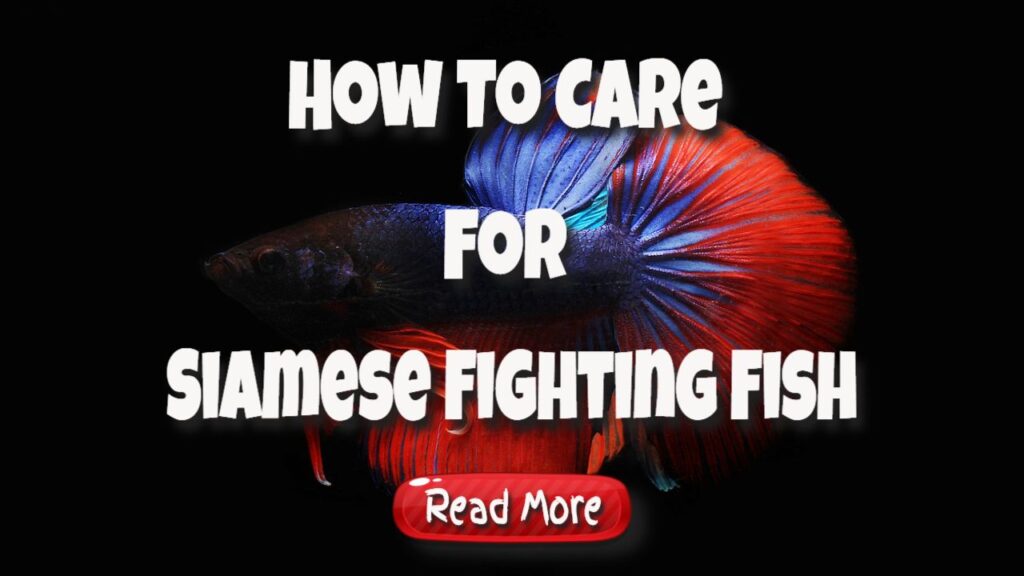 How to care for siamese fighting fish