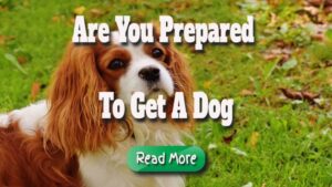 You and Your Family Made the Right Choice by Getting a Dog