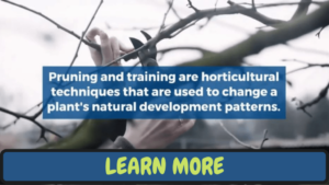 What You Need to Know About Tree Pruning