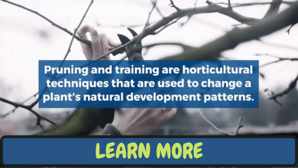 What You Need to Know About Tree Pruning