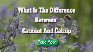 What is the difference between catmint and catnip.