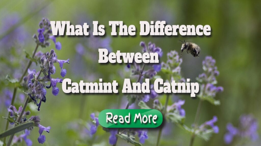 What is the difference between catmint and catnip.