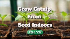 How To Grow Catnip From Seed Indoors
