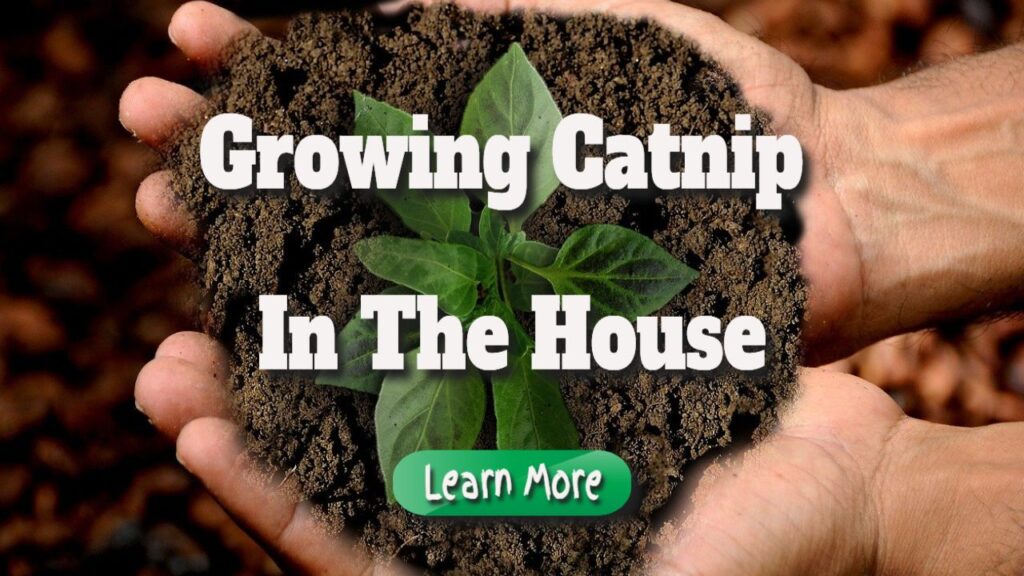 Growing Catnip In The House, From Seed To Plant