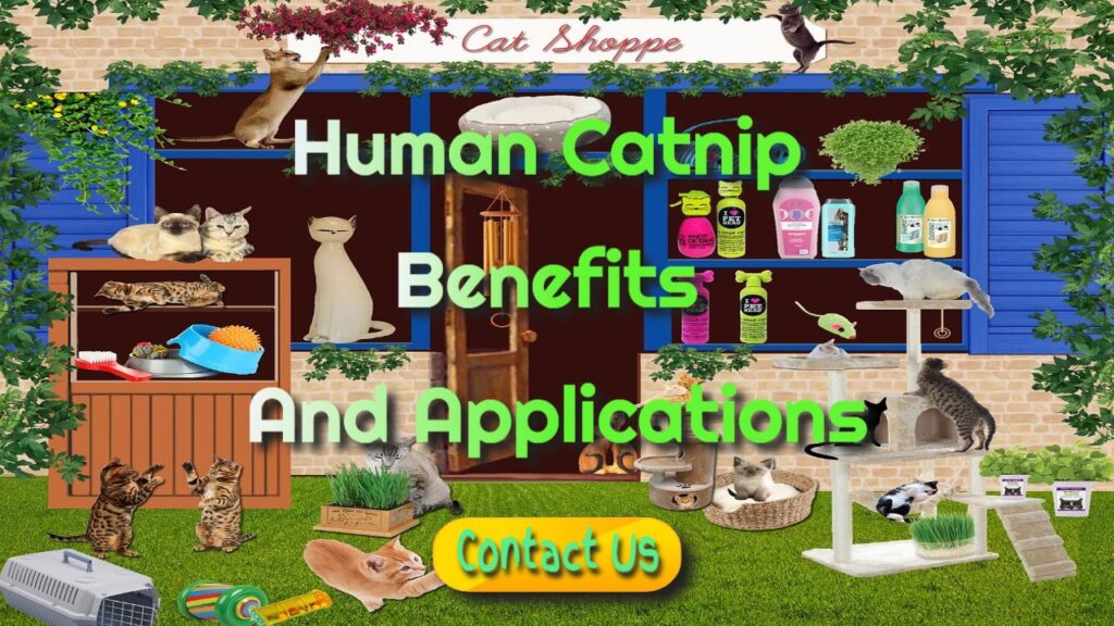 Human Catnip Benefits and Applications
