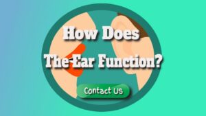 How Does the Ear Function?