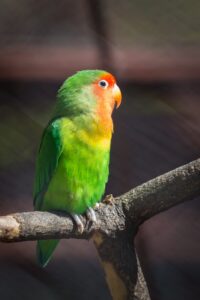 lovebird on perch