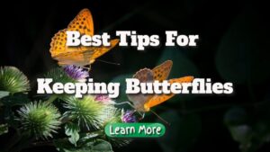 Best Tips For Keeping Butterflies