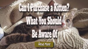 Can I Purchase a Kitten? What You Should Be Aware Of