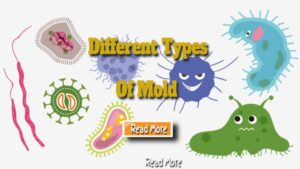 Different Types Of Mold And How To Get Rid Of Them