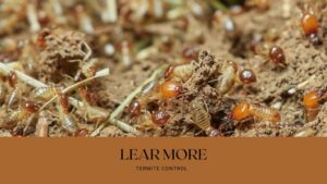 10 Things About Termites That Might Surprise You