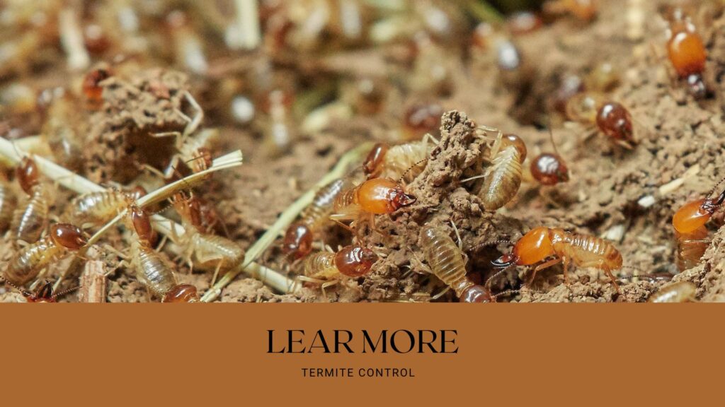 10 Things About Termites That Might Surprise You
