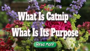 What Is Catnip – What Is Its Purpose