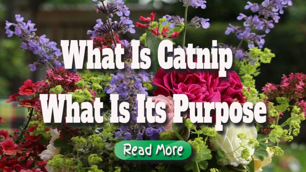 What Is Catnip – What Is Its Purpose