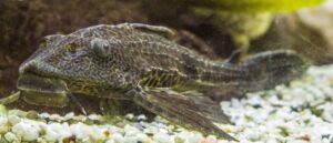 aquarium plecotomus catfish