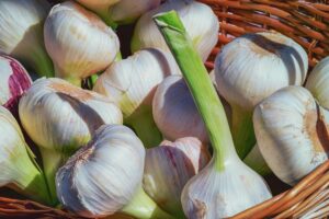 garlic