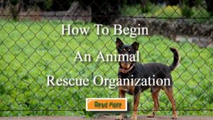 How to Begin an Animal Rescue Organization