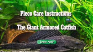 Pleco Care Instructions – the Giant Armored Catfish