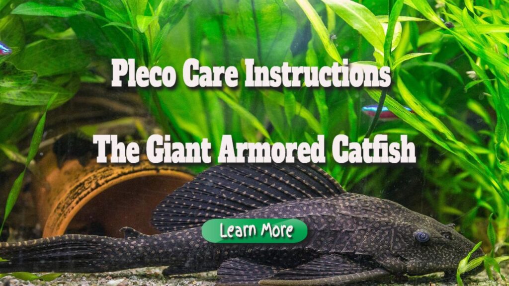 Pleco Care Instructions – the Giant Armored Catfish