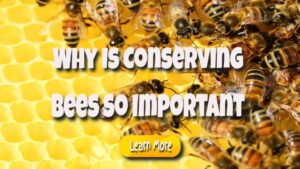 Why Is Conserving Bees so Vital for People and the Environment?