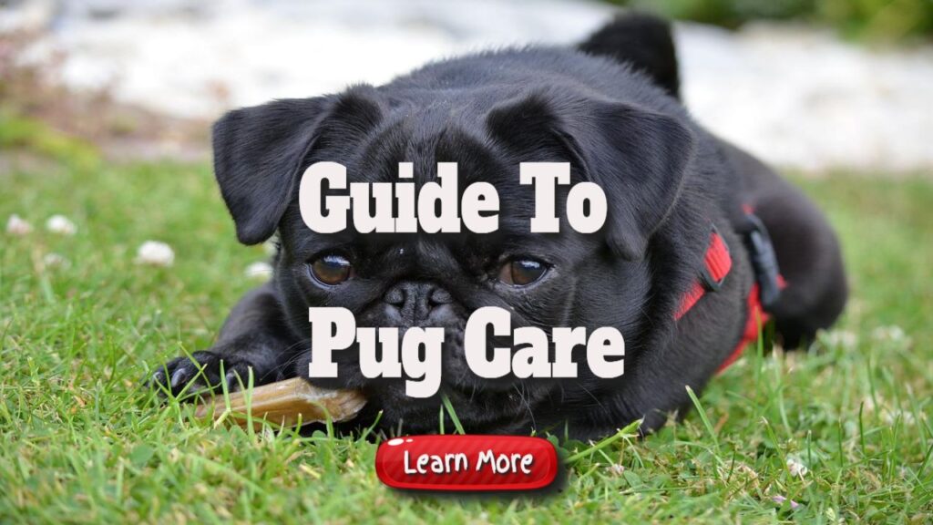 Guide To Pug Care