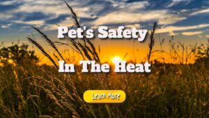 Pet’s Safety in the Heat