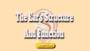 The Ear’s Structure and Function