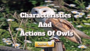 Characteristics and Actions of Owls