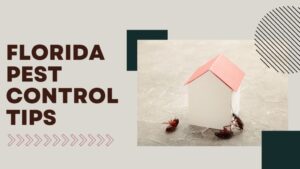 Pest Control Tips For Florida Homes and Apartments