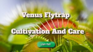 Venus Flytrap Cultivation and Care