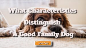 What Characteristics Distinguish A Good Family Dog?