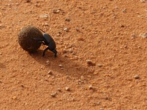 dung beatle