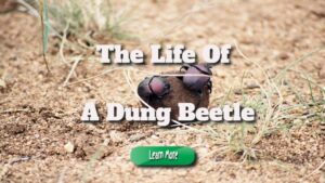 A Look into the Life of a Dung Beetle