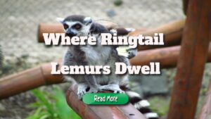 Where Ringtail Lemurs Dwell, And Why They Are Endangered