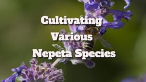 Catnip Plant Varieties: Cultivating Various Nepeta Species