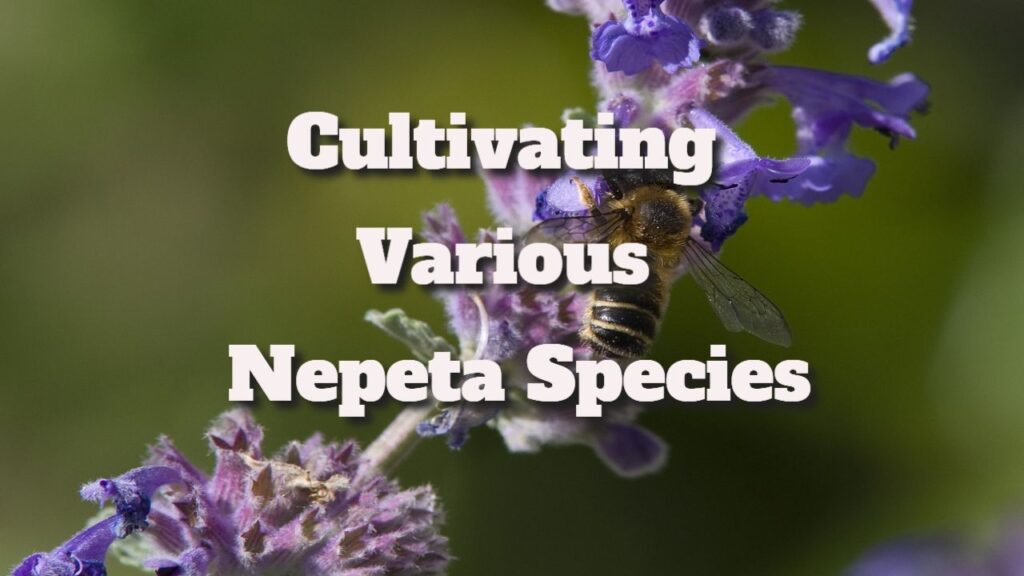 Catnip Plant Varieties: Cultivating Various Nepeta Species