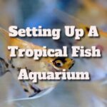 How To Set Up A Tropical Fish Aquarium