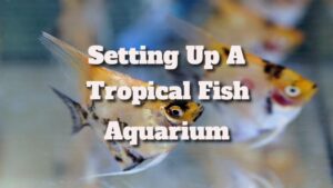 How To Set Up A Tropical Fish Aquarium