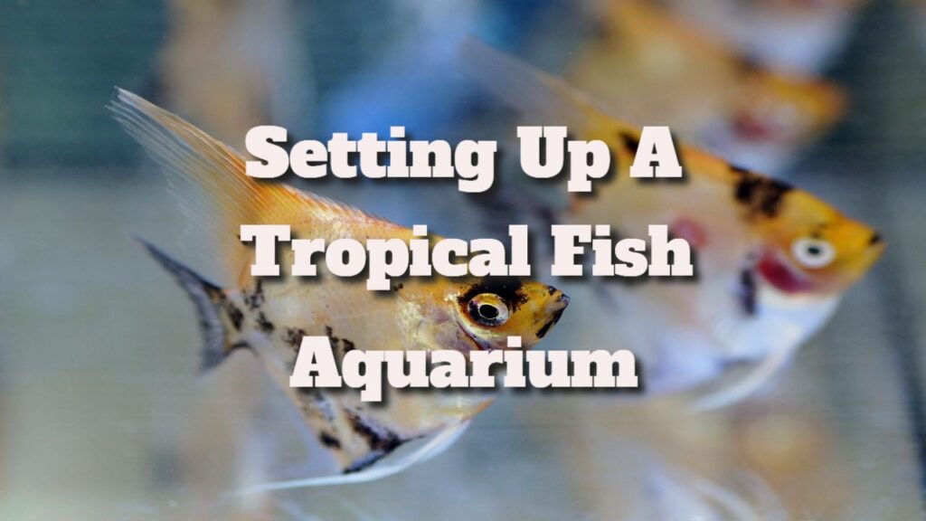 How To Set Up A Tropical Fish Aquarium