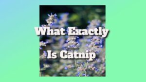 What Does Catnip Consist Of? What Exactly Is Catnip