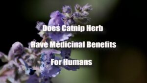 Does Catnip Herb Have Medicinal Benefits For Humans