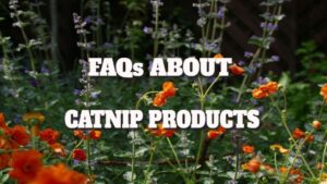 Faqs About Catnip Products